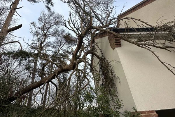 Tree fallen on a house