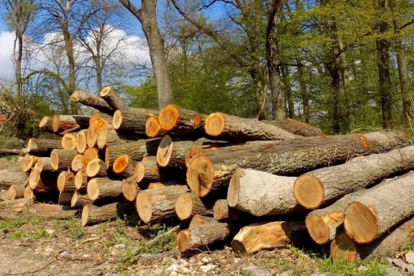 Log Pile of cut trees in commercial woodland