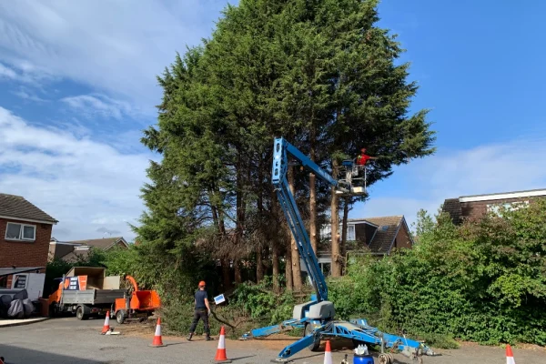 Maintaining a tree with the correct equipment