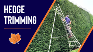 Hedge trimming services in leicestershire, nottinghamshire and derbyshire