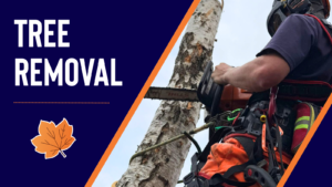 Tree removal services in leicestershire, nottinghamshire and derbyshire