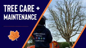 Tree care and maintenance services in leicestershire, nottinghamshire and derbyshire
