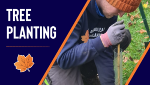 Tree planting services in leicestershire, nottinghamshire and derbyshire